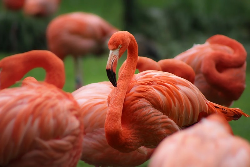 Flamingo Gardens en Davie, Florida