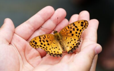 Coconut Creek: La Capital Mundial de la Mariposa