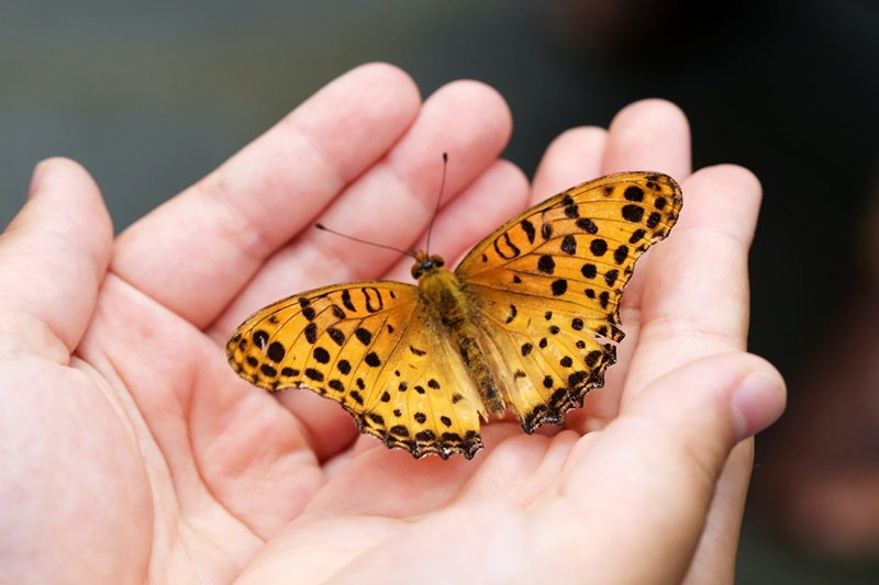 Coconut Creek: la capital mundial de la mariposa 