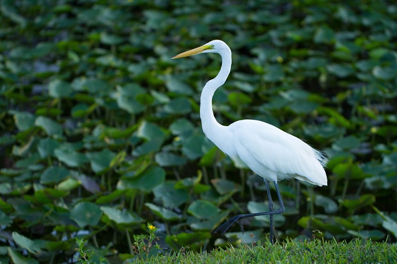 everglades cerca de plantation