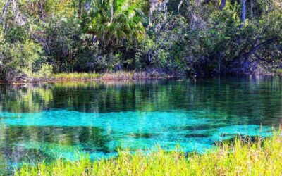 Florida Springs: Los manantiales que forman paraísos naturales